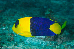 BD-141021-Bali-5848-Centropyge-bicolor-(Bloch.-1787)-[Bicolor-angelfish].jpg